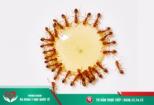 Tinh trùng bị kiến bu có nguy hiểm không ?